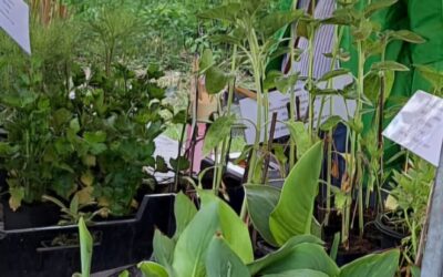 1 juni Plantjesmarkt op de Gillestuin